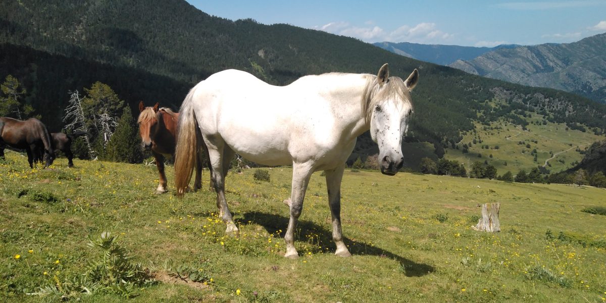 Horses Pallars Spain - PACTORES