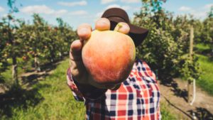 Manzana trabajador temporero